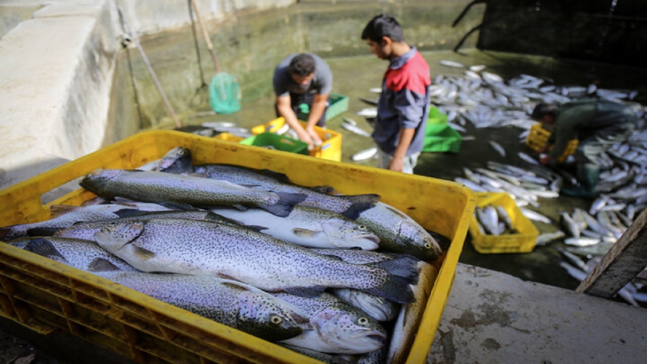تور بازار ماهی فروشان یاسوج ماهی نمی‌گیرد!