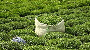 بررسی پرداخت بهای برگ سبز چای کشاورزان از سوی دولت و کارخانجات