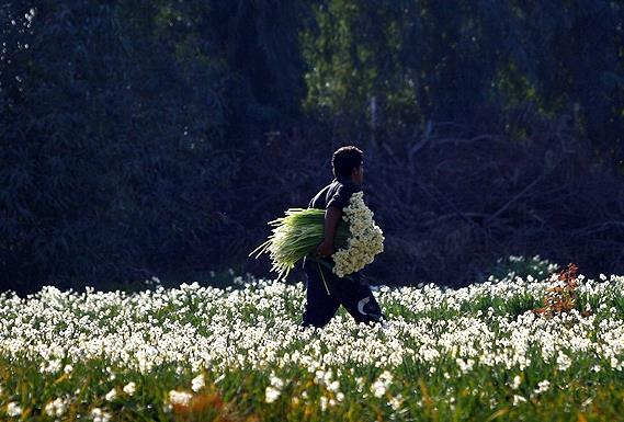 نخستین جشنواره ملی ثبت گل نرگس بهبهان برگزار می‌شود