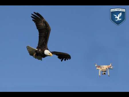 پلیس انگلیس درصدد استفاده از عقاب برای شکار پهپادهای دردسرساز