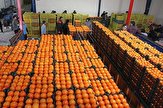 ذخیره سازی ۱۲۰۰ تن سیب و پرتقال برای شب عید در هرمزگان آغاز شد