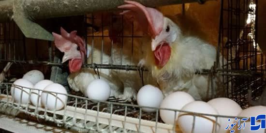 کشتار مرغ‌ موجب افزایش قیمت تخم مرغ شد