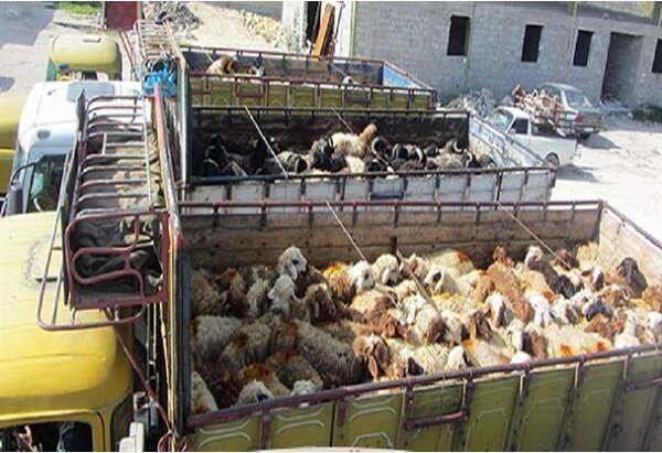 کشف ۱۰۰ رأس گوسفند قاچاق در ملکشاهی