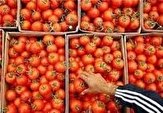 ۶۰ هزار تن گوجه در لیشتر روی دست کشاورزان ماند