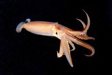 زمان پایان فصل صید ماهی مرکب در آب‌های استان بوشهر اعلام شد