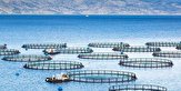 افتتاح سایت پرورش ماهی در قفس در بندرلنگه