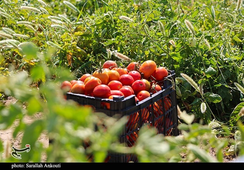 تقویت اقتصاد ایران با صادرات غیرنفتی/ ارزآوری ۴ میلیون و ۷۰۰ هزار دلاری صادرات گوجه‌فرنگی و رب‌ از استان فارس