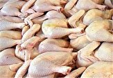 ۴۰ هزار تن گوشت مرغ در استان بوشهر تولید شد