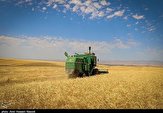 ۲۹ هزار تن گندم از مزارع استان بوشهر برداشت شد/کاهش ۴۲ درصدی محصول
