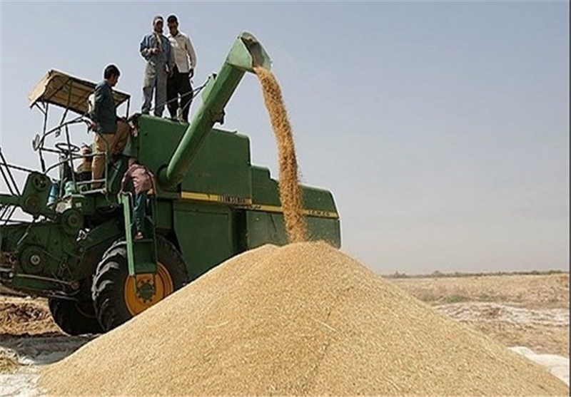 بیش از ۷۰۰۰ تن گندم تحویل مراکز خرید استان بوشهر شد