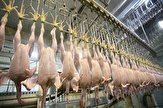 رئیس کل دادگستری استان کردستان خبر داد؛
آغاز مجدد فعالیت کشتارگاه مرغ در سقز با حمایت دستگاه قضایی