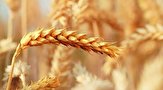 خرید گندم از کشاورزان سیستان و بلوچستان از مرز ١١ هزار تن گذشت 
