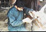 ۲۰۰ هزار خدمت جهادی دامپزشکی در مناطق محروم استان چهارمحال و بختیاری ارائه شد