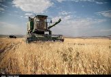 ۳۱ هزار تن گندم از مزارع استان بوشهر برداشت شد