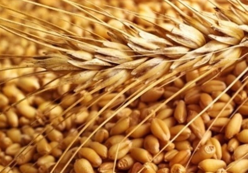 ۷۰ هزار تن گندم امسال از کشاورزان خراسان شمالی خریداری می‌شود