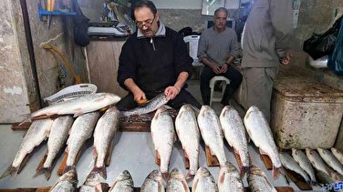 قیمت انواع ماهی امروز شنبه چهارم تیرماه ۱۴۰۱
