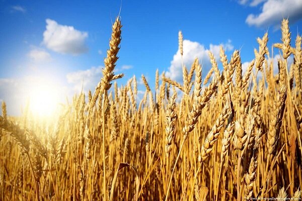 متوسط تولید گندم در استان قزوین باید افزایش یابد