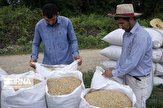 برداشت برنج در ۶۸۰۰ هکتار شالیزار مازندران