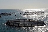 ۶ طرح پرورش ماهی در استان بوشهر افتتاح می‌شود