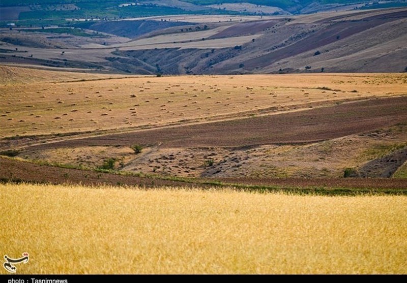 آغاز طرح جهش تولید دیم‌زار در استان فارس