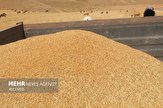 ۴۹۴ هزار تن گندم در استان فارس ذخیره سازی شده است