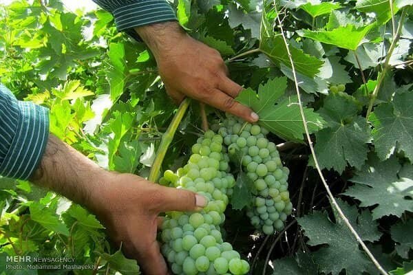 ۱۸۰ هزار تن انگور از باغات آذربایجان غربی برداشت می شود