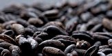 تولید قهوه خرما برای اولین بار در بافق