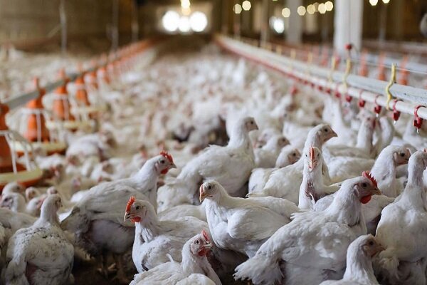 سه هزار تن مرغ در خاش تولید و روانه بازار شد/ رشد ۵۰۰ تنی تولیدات