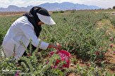 کشت گیاهان دارویی در ۷۰۰ هکتار از اراضی منابع طبیعی کرمانشاه