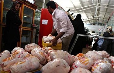 آغاز توزیع روزانه ۱۰۰۰ تن مرغ منجمد با قیمت ۴۵ هزار تومان/ مرغ ارزان می‌شود؟