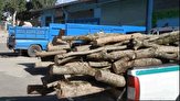 عامل قاچاق چوب غیرمجاز در آق قلا دستگیر شد