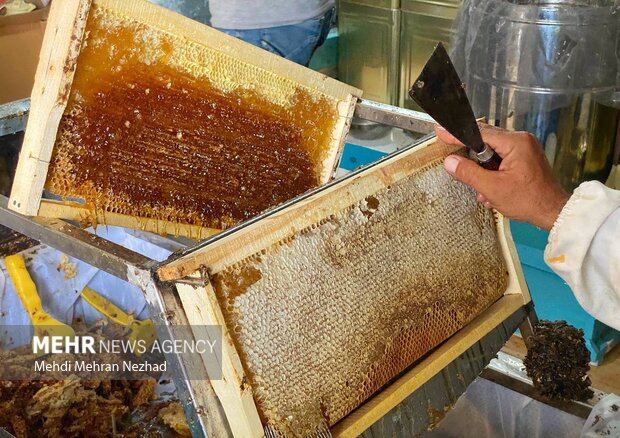 تولید ۷۵۰۰ کیلو عسل در خاش