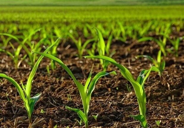 پروژه کشاورزی قراردادی در ایلام اجرایی می شود