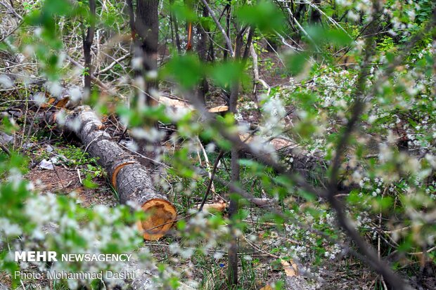 درختان افتاده و شکسته جنگل های مازندران جمع آوری نشده است