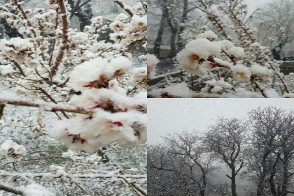 بارش برف بهاری شمال و جنوب آذربایجان‌غربی را سفیدپوش کرد