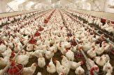 امتناع از عرضه مرغ توسط کشتارگاه ها احتکار است/ برخورد با متخلفین