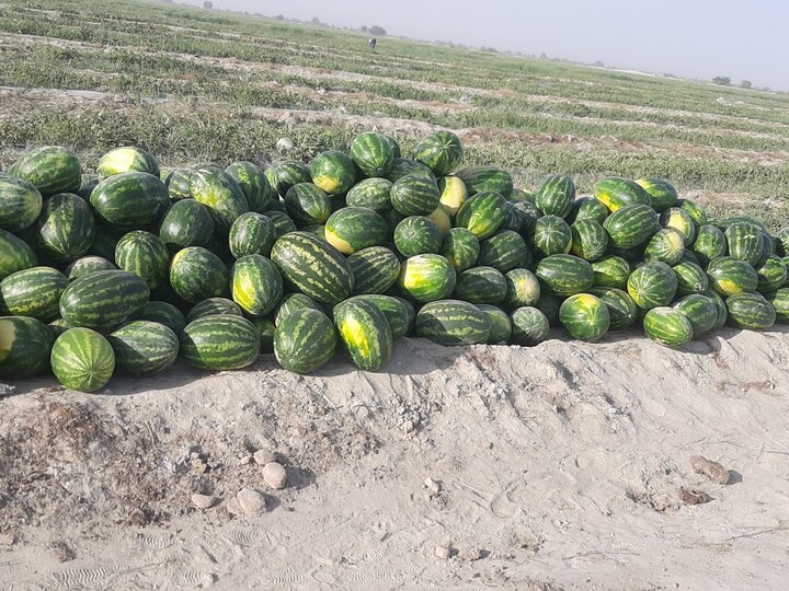 بیش از ۶۰ هزار تن هندوانه مزارع دشتیاری راهی بازار شده است