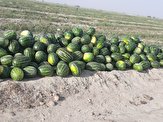 بیش از ۶۰ هزار تن هندوانه مزارع دشتیاری راهی بازار شده است