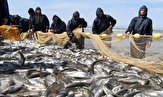 افزایش ۶۹ درصدی صید ماهیان استخوانی در گیلان