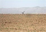 خسارت ۱۰۰ درصدی خشکسالی به محصول گندم در اراضی دیم استان بوشهر