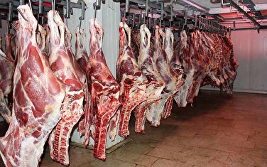 گوشت گوساله ۳۱۵ هزار تومانی توزیع می‌شود؟
