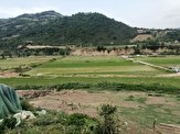 خروج ۲۰۰۰ هکتار از شالیزارهای میاندرود از کشت برنج
