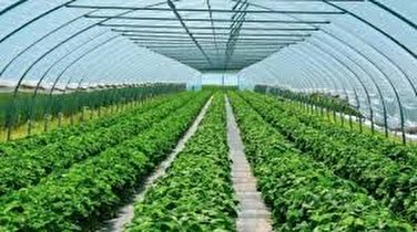 ۲۵۰۰ تن محصولات کشاورزی در گلخانه‌های ایلام تولید شد
