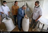 افزایش ۴۲ درصدی خرید گندم در استان مازندران