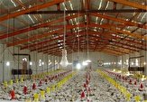تولید ۲۲ میلیون قطعه جوجه گوشتی در مازندران/ کمبود مرغ در شمال ایران برطرف شد